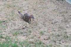 FB_IMG_1781275636616